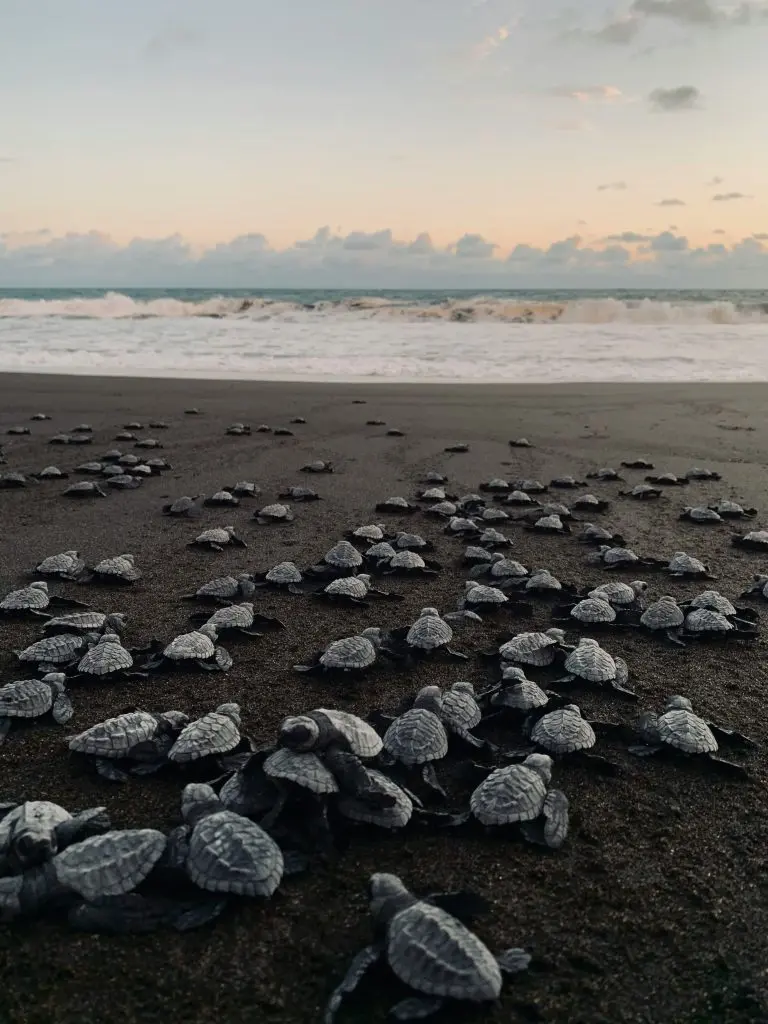 Monterrico Beach